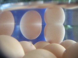 Floating Eggs