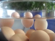 Floating Eggs