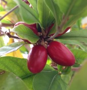 Miracle berry
